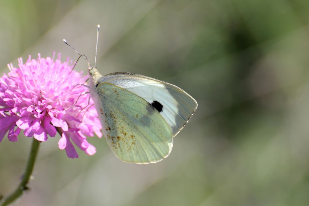 Pieris brassicae? S